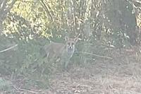 Vulpes vulpes