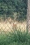 Vulpes vulpes
