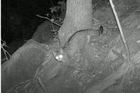 Felis silvestris