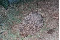 Erinaceus europaeus