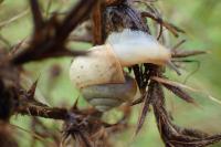 Fruticicola fruticum