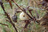 Fruticicola fruticum