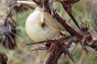 Fruticicola fruticum