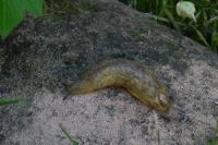 Testacella haliotidea