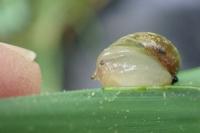Succinea putris