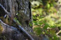 Troglodytes troglodytes