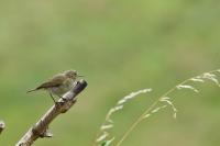 Phylloscopus collybita