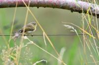 Phylloscopus collybita