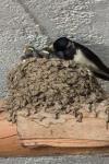 Hirundo rustica