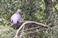 Columba palumbus