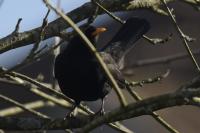 Turdus merula
