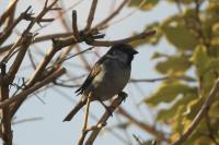 Passer domesticus