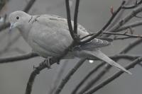 Streptopelia decaocto