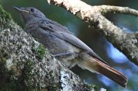 Phoenicurus ochruros