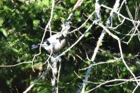 Garrulus glandarius