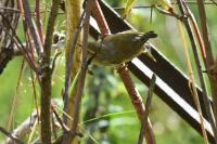 Phylloscopus collybita