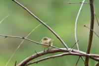 Phylloscopus collybita