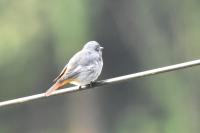 Phoenicurus ochruros