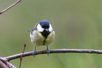 Parus major