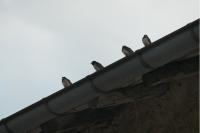 Hirundo rustica