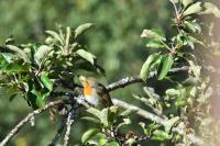 Erithacus rubecula
