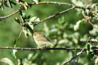 Phylloscopus collybita