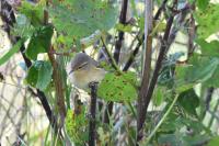 Phylloscopus collybita