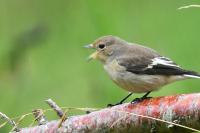 Ficedula hypoleuca