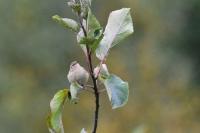 Phylloscopus collybita