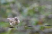 Phylloscopus collybita