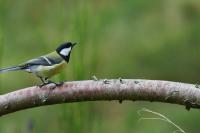 Parus major