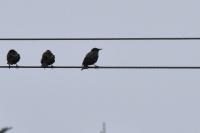 Sturnus vulgaris