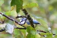 Cyanistes caeruleus