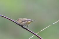 Phylloscopus collybita