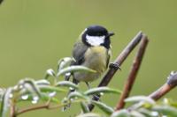 Parus major