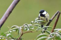 Parus major
