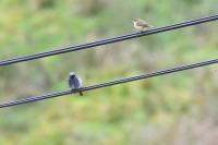 Phoenicurus ochruros