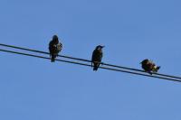 Sturnus vulgaris