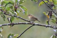 Phylloscopus collybita