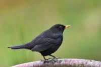 Turdus merula