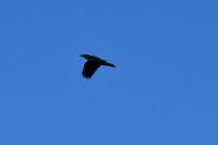 Corvus corax
