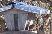 Fringilla montifringilla