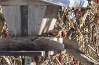 Fringilla montifringilla