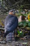 Accipiter nisus