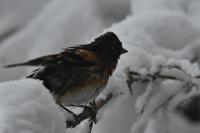 Fringilla montifringilla