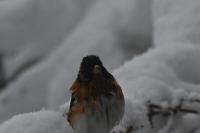 Fringilla montifringilla