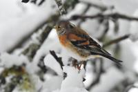 Fringilla montifringilla