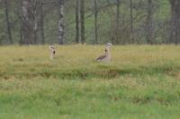 Alopochen aegyptiaca