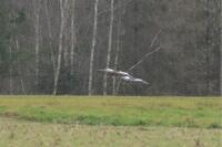 Alopochen aegyptiaca