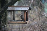 Coccothraustes coccothraustes